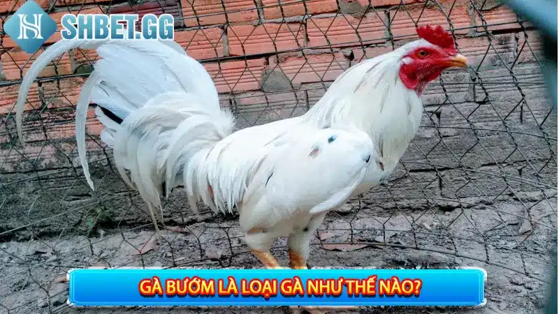 Gà Bướm Đá Ngày Nào Tốt? Giải Đáp 7+ Thắc Mắc Về Gà Bướm 2 Gà bướm là loại gà như thế nào?