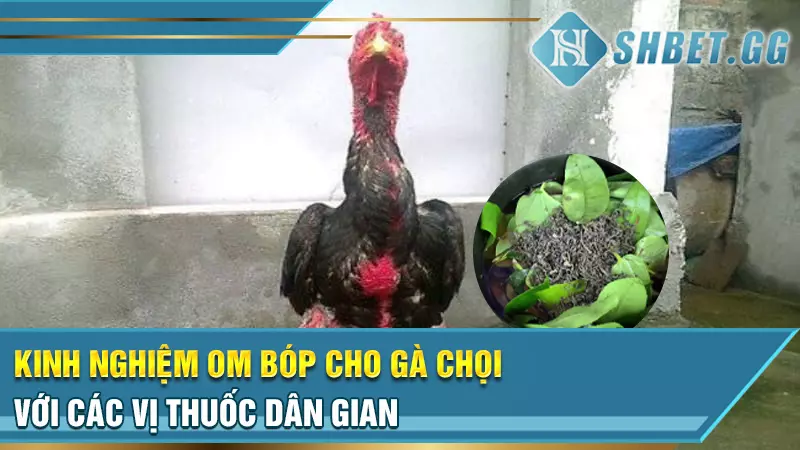 Bật mí kinh nghiệm om bóp cho gà chọi hiệu quả nhất 3 Kinh nghiệm om bóp cho gà chọi với các vị thuốc dân gian