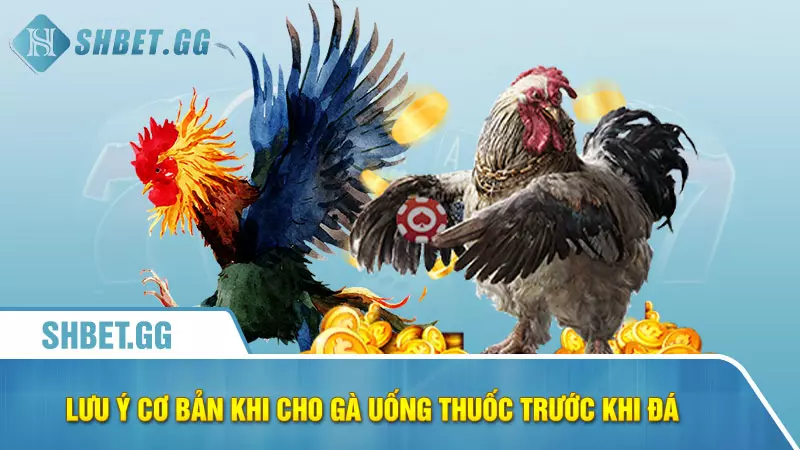 Cho gà uống thuốc gì trước khi đá để tăng tỉ lệ thắng 6 Lưu ý cơ bản khi cho gà uống thuốc trước khi đá