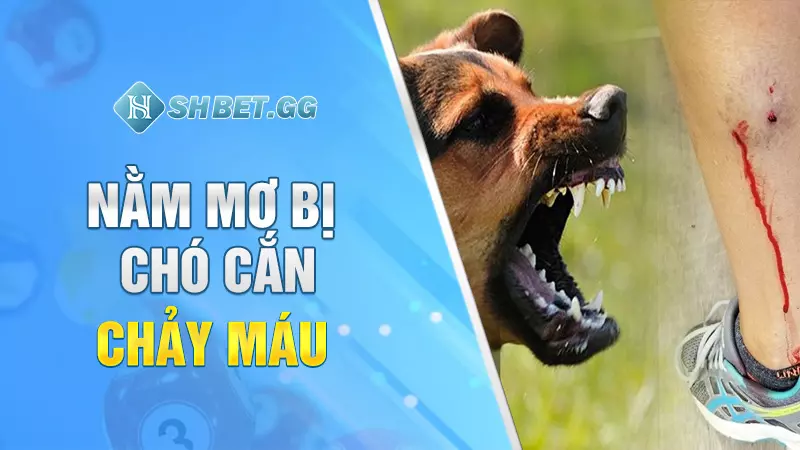 Nằm mơ bị chó cắn mang đến điềm báo hung hay cát? 4 Nằm mơ bị chó cắn chảy máu